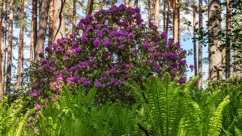 Azalea bush under pine trees