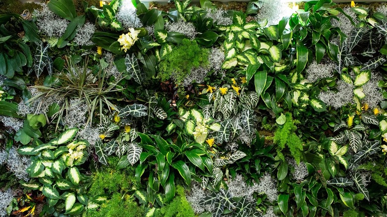 Wall of lush greenery