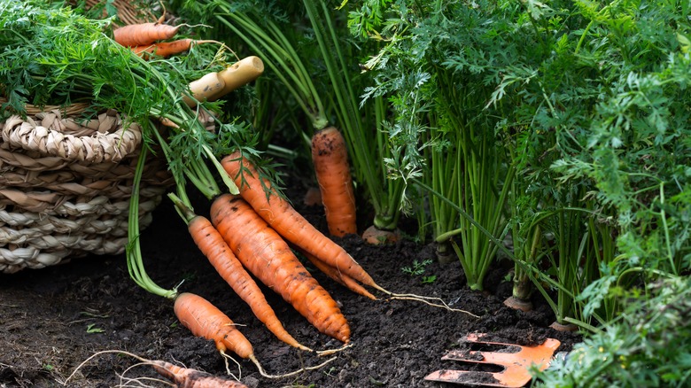 carrots in garden