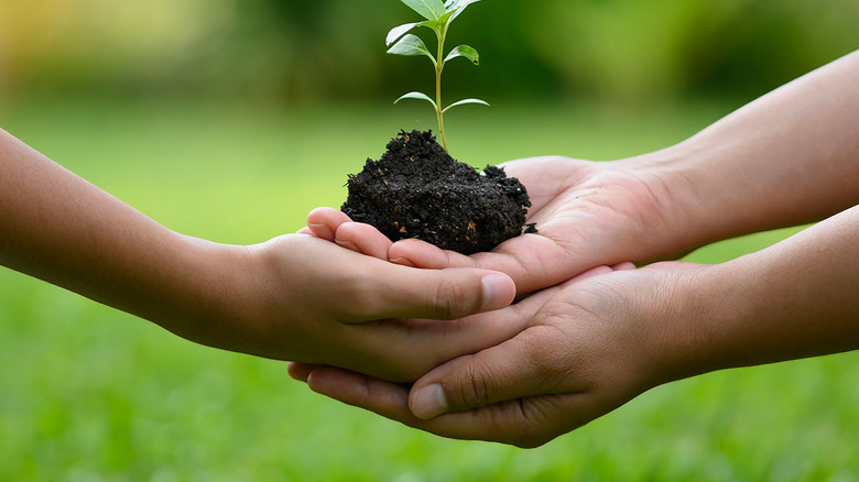 hands with plant