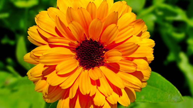 Calendula bloom 