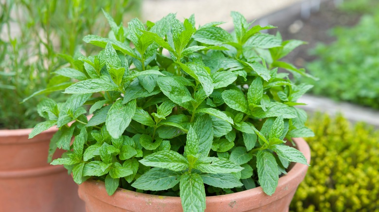 potted mint plant 