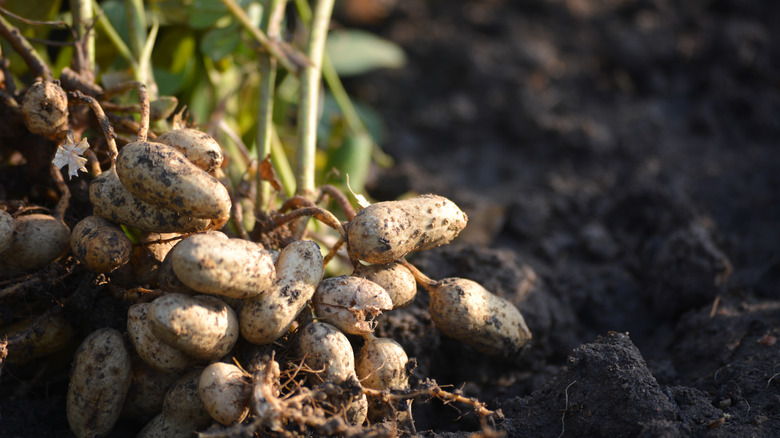 peanut plant