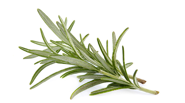 rosemary sprig 