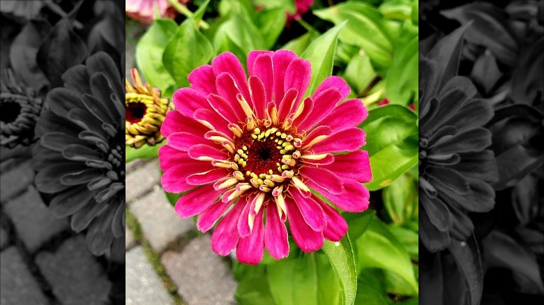 pink zinnia