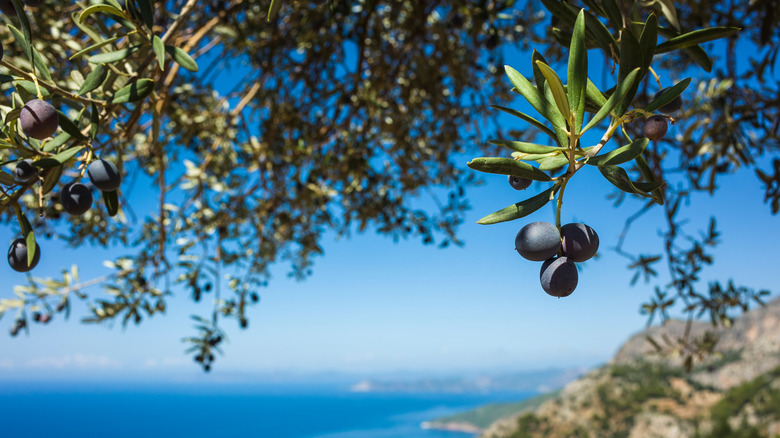 Mediterranean garden