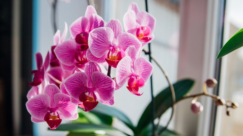 Pink moth orchid