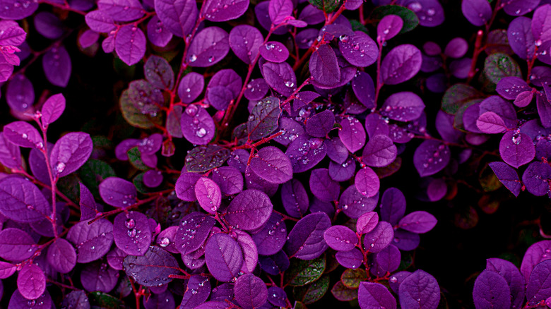 Purple leaves