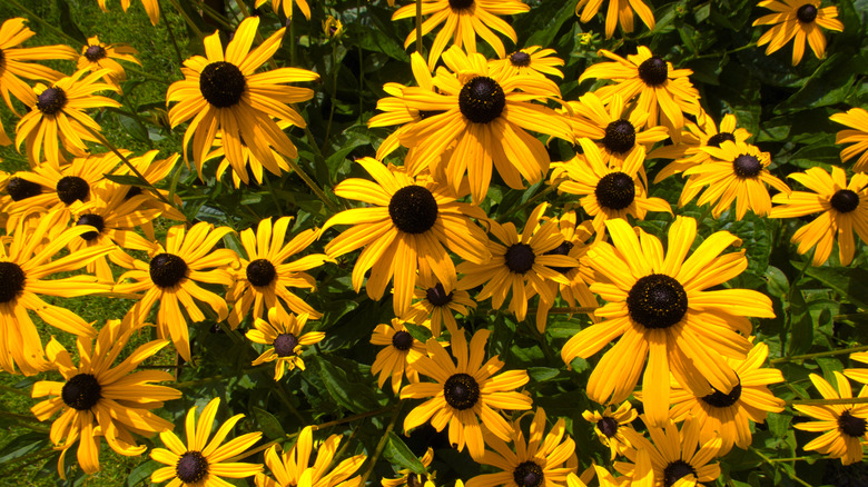 Black-eyed Susans in Garden