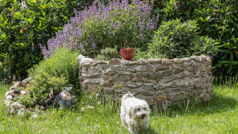 Herb garden with dog