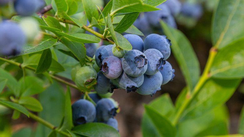 Blueberry bush with ripe fruit