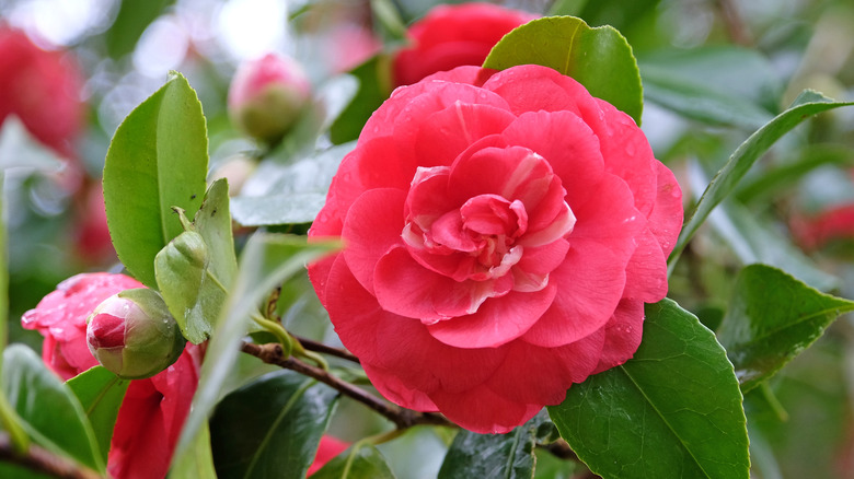 Bright pink camellia flower in bloom