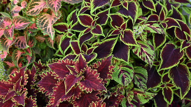 Variety of coleus plants with different colors and textures