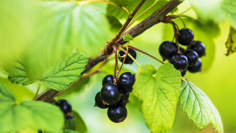 Close up of blackcurrant bush