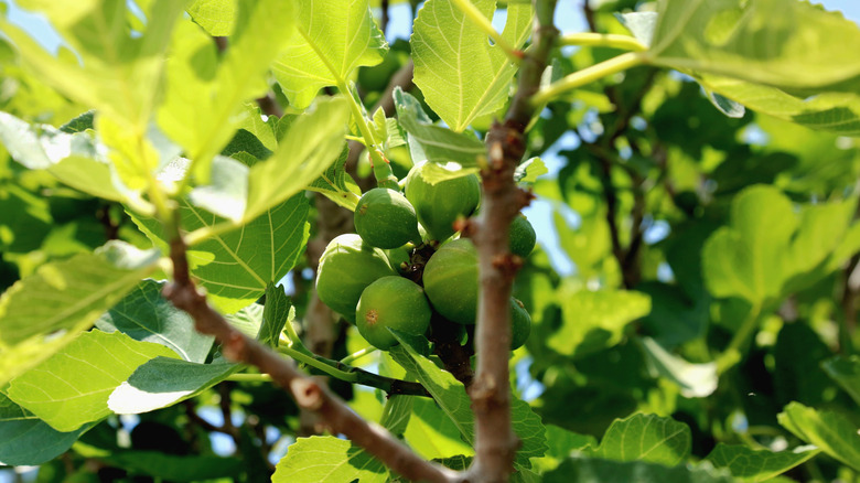 Green fig tree with unripe figs