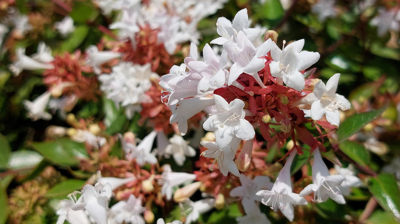 White glossy abelia flowers on a bush