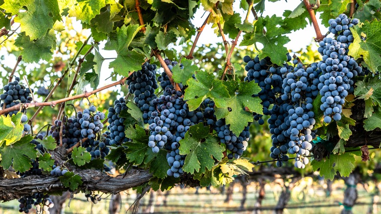 Red grapes hanging off a vine