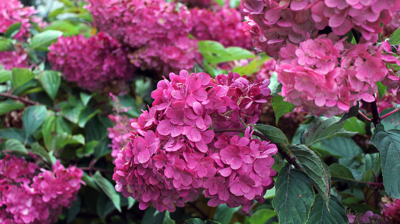 Close up of pink hydrangeas in a garden