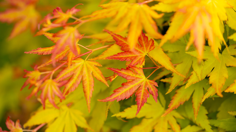 Red orange and yellow leaves of the japanese maple tree