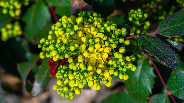 Berberis aquifolium oregon grape with unopened flowers and dark green leaves