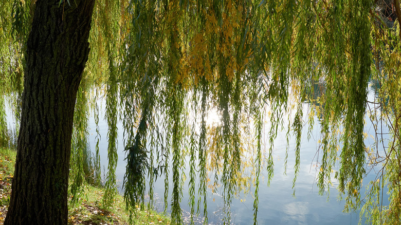 Weeping willow next to a lake