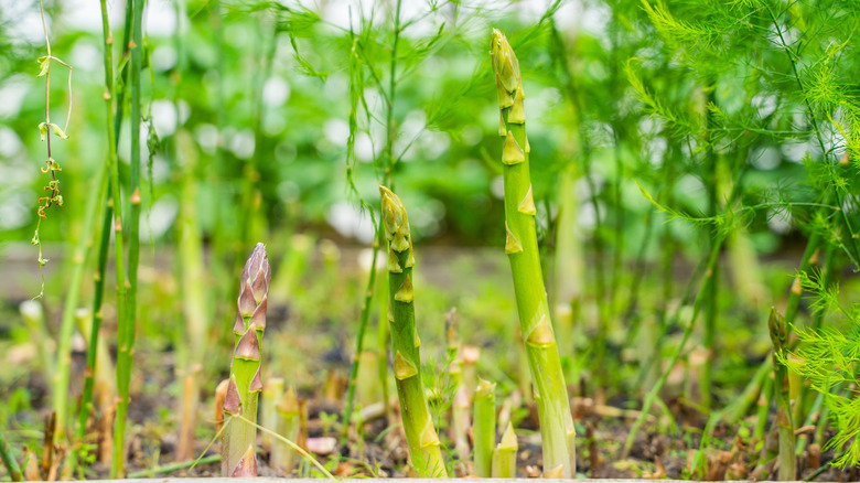 Asparagus spears poking through the ground