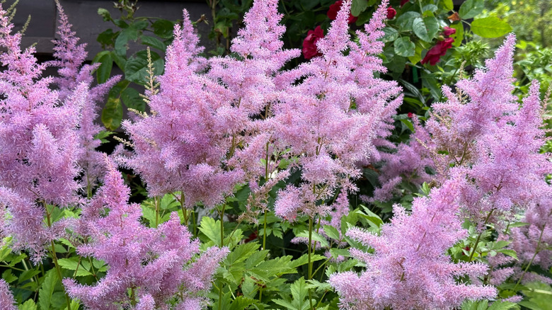 Light pink astilbe blooms