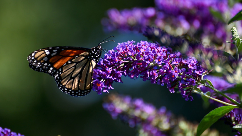 A Monarch butterfly on the flower of a butterfly bush