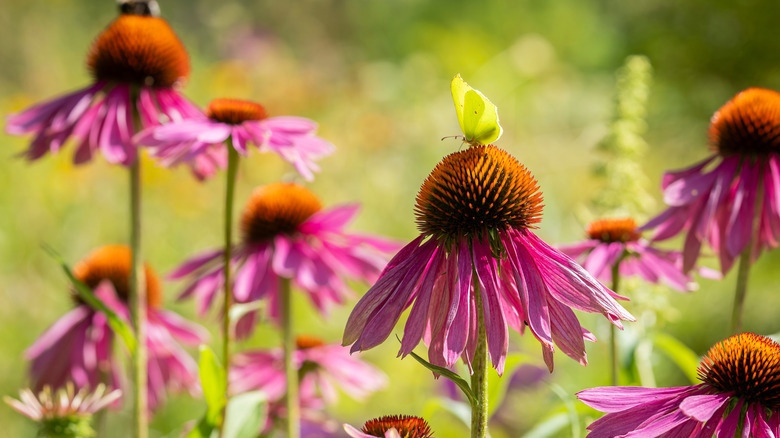 Pink coneflowers up close with a green butterfly on one of the flowers