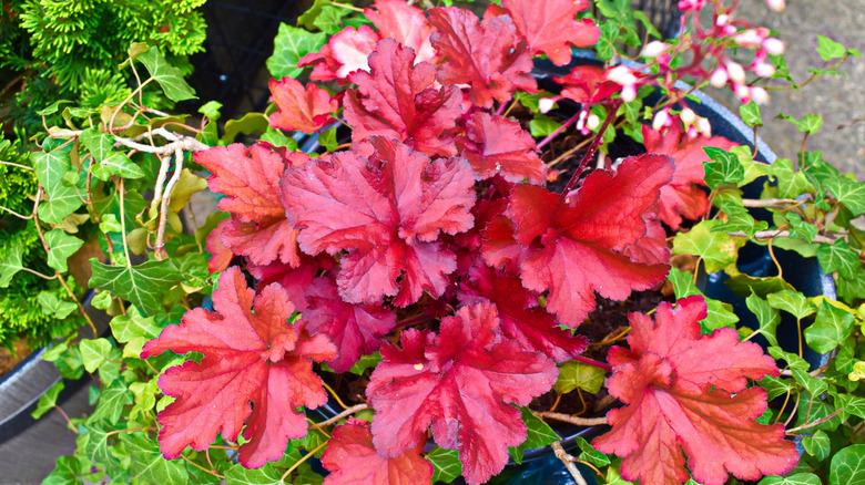 Red coral bells growing in a pot