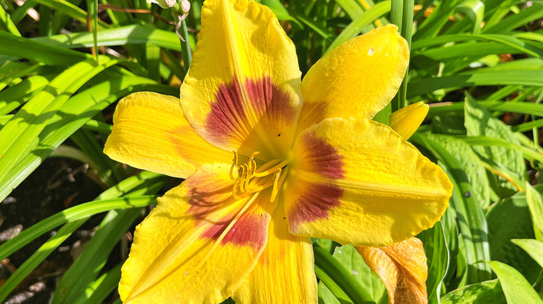 Closeup of a bright yellow daylily