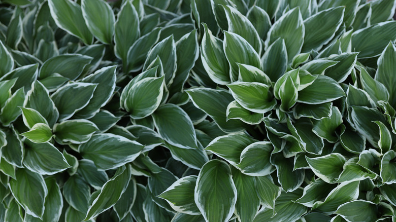 Close up of hosta foliage with deep green leaves edged in white