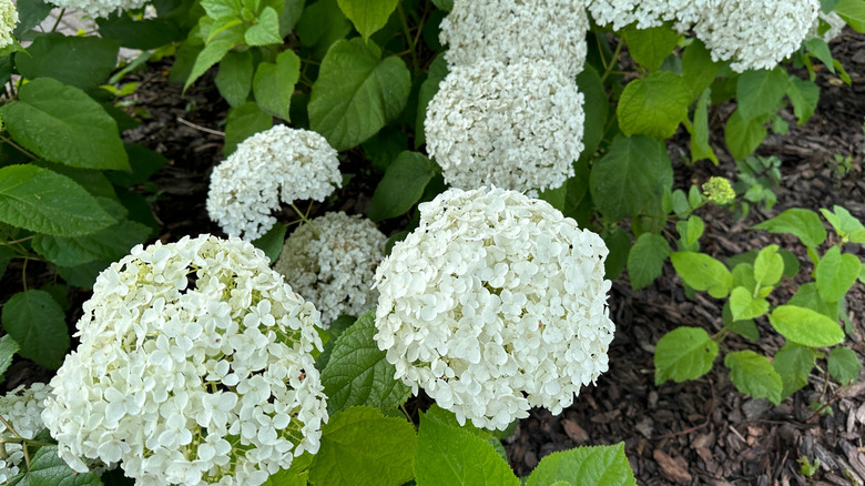 White hydrangea with mulch underneath