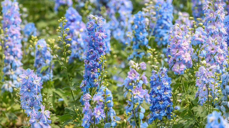 Blue and purple larkspur blooming in a garden