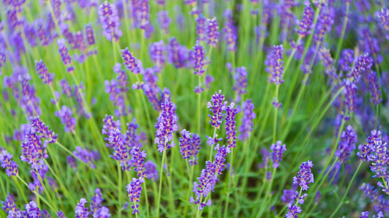 Lavender plants in bloom