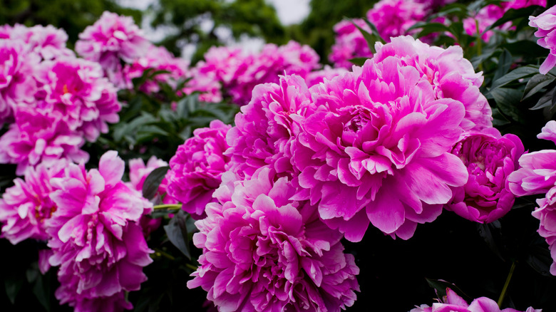Bright pink peonies in bloom