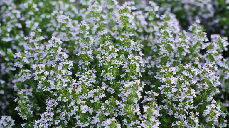 A thyme plant in bloom in the garden