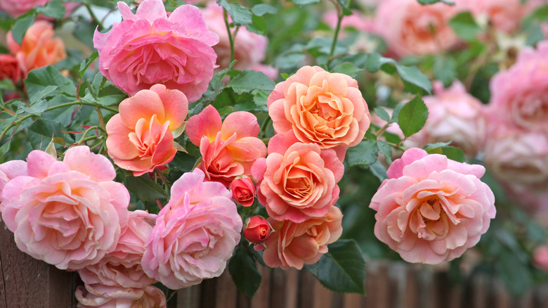 Pink and apricot roses flourishing in a garden
