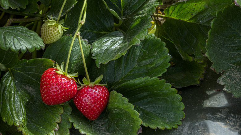 Plump red strawberries growing on a plant