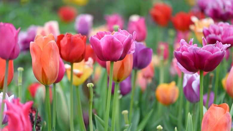 Colorful tulips in shades of pink, purple, red, yellow, and orange