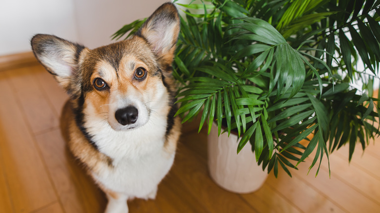 dog next to houseplant