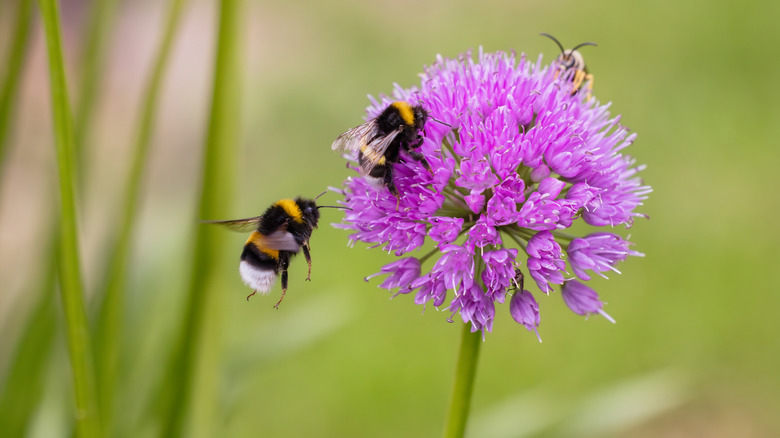 Close-up of a singular light purple Allium bloom with three bees around it.