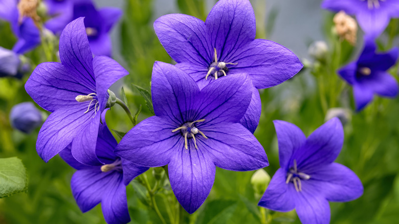 Close-up of purple balloon flowers in a field.