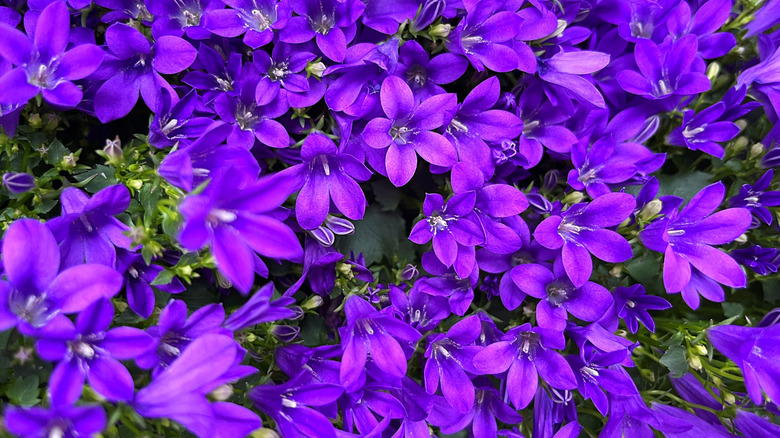 Close-up of violet bellflowers in a garden.