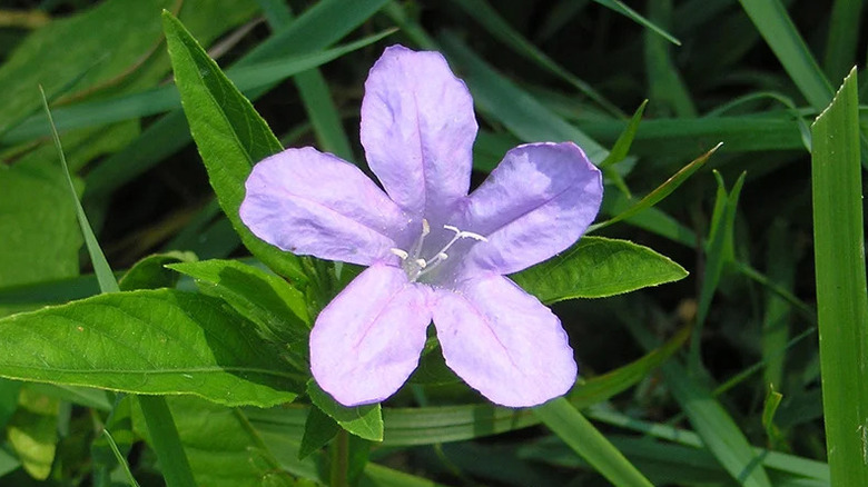 Close-up of a single bloom of a lilac Caroline wild petunia.