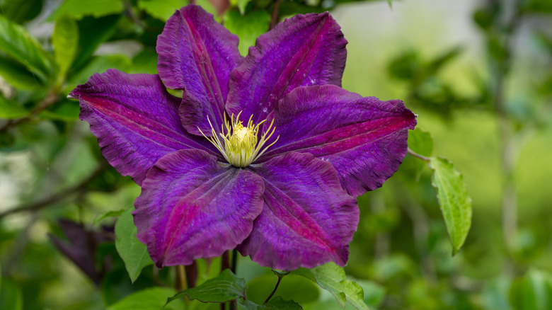 Close-up of Clematis flower with different shades of purple.