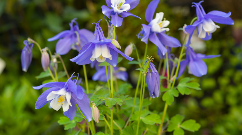Close-up of Columbine blooms and foliage in a garden.