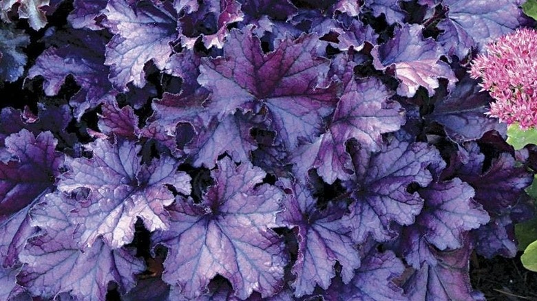 Close-up of the deep plum foliage of Coral Bells 'Forever Purple'