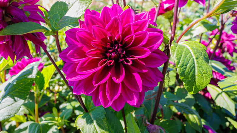 Close up of a Dahlia 'Thomas Edison' in a garden.