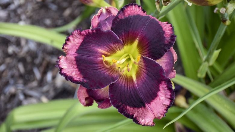 Close-up of a the purple bloom of a  Daylily 'Storm Shelter'